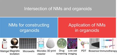 Intersection of nanomaterials and organoids technology in biomedicine